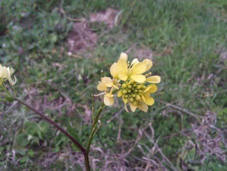 Cavolella o rapacella (Brassica juncea)